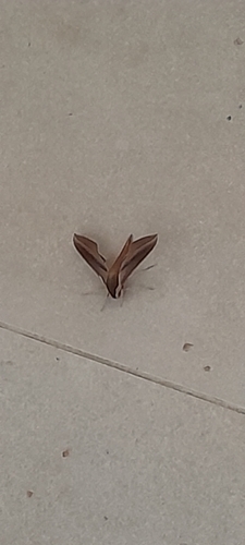 Tersa Sphinx