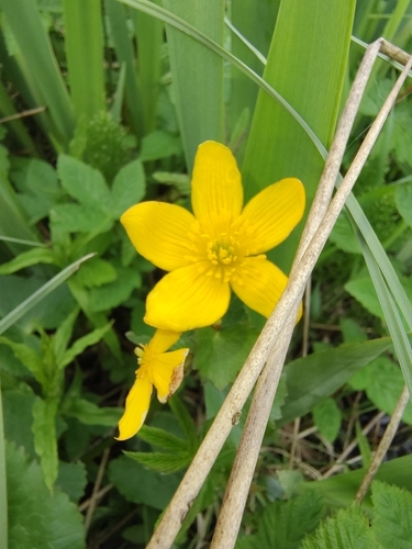 marsh marigold