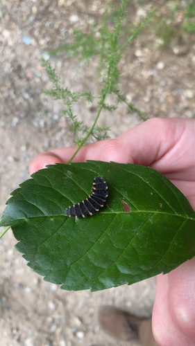 European Glow-worm