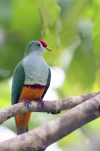 Beautiful Fruit Dove