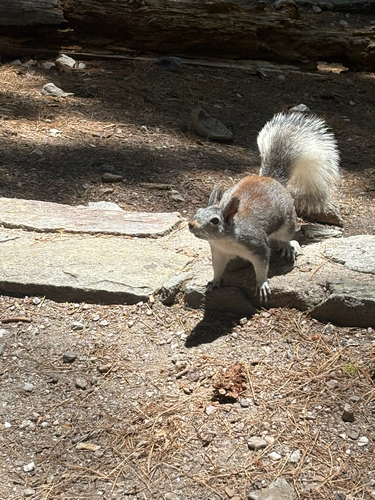 Abert's Squirrel observed by kayla168