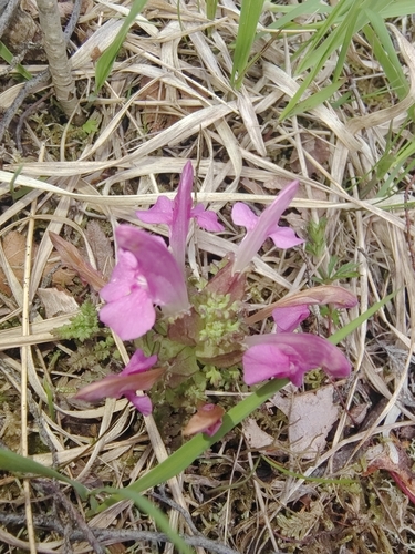 Common Lousewort