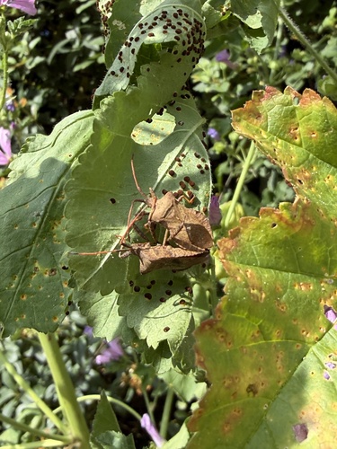 Dock Bug