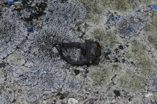 European Stag Beetle