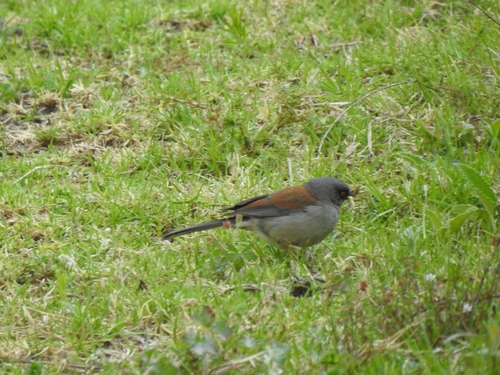 Yellow-eyed Junco