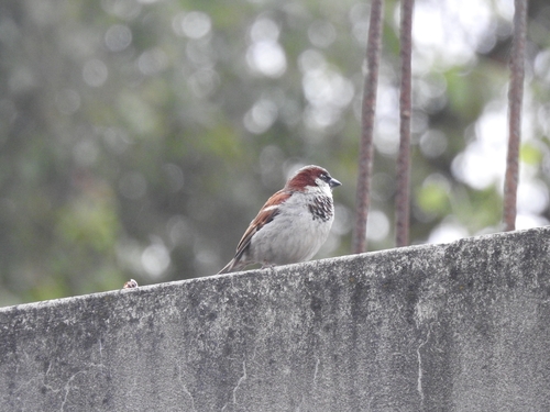 House Sparrow