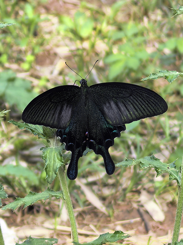 Chinese Peacock Swallowtail