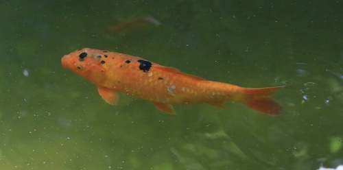 Amur Carp