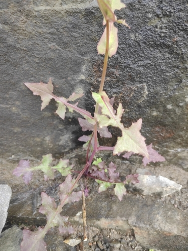 Wall Lettuce