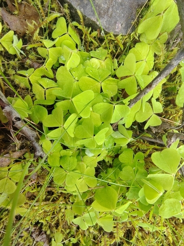 European wood-sorrel