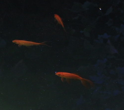 Goldfish