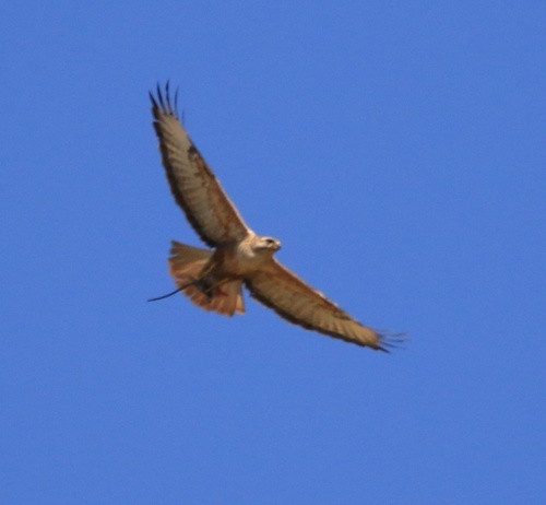 Atlas Long-legged Buzzard