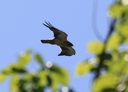 Booted Eagle