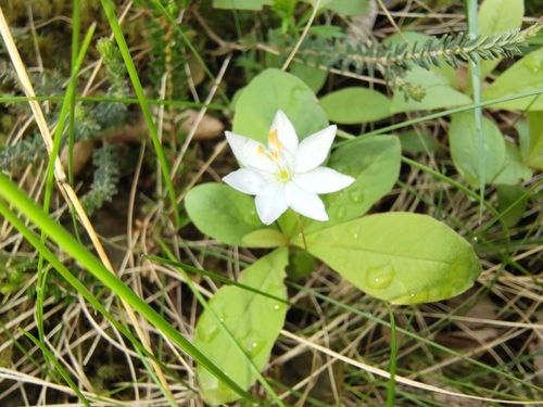 Arctic Starflower