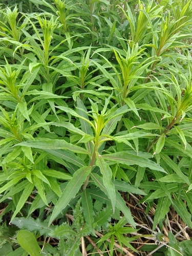 fireweed