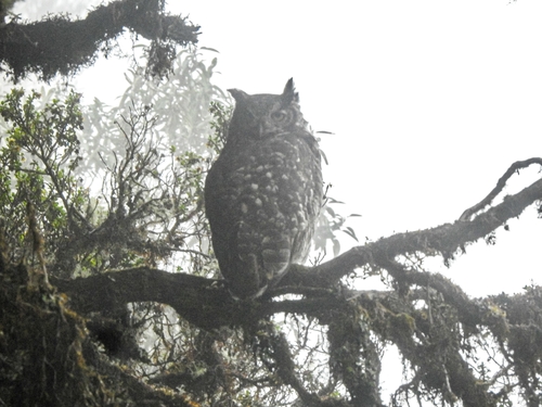 Great Horned Owl