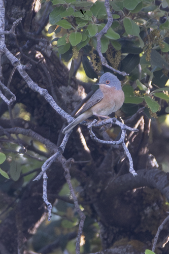 Western Subalpine Warbler
