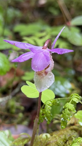 Fairy-slipper