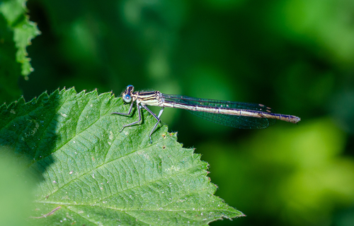 Blue Featherleg