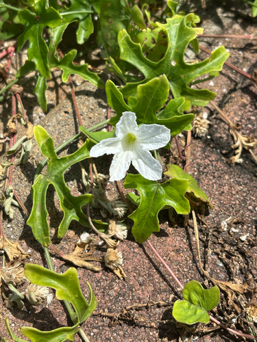 Ivy gourd