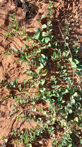 Requienia sphaerosperma
