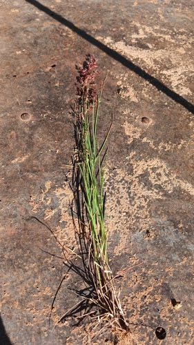 Melinis repens grandiflora