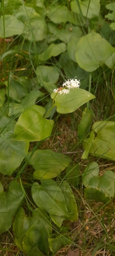 May Lily