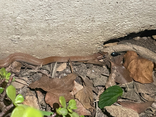 Cape House Snake