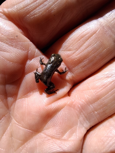 Spiny Toad