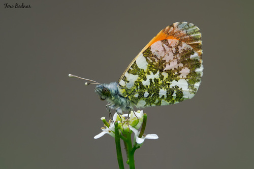 Anthocharis cardamines