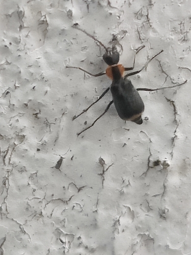 Axinotarsus pulicarius