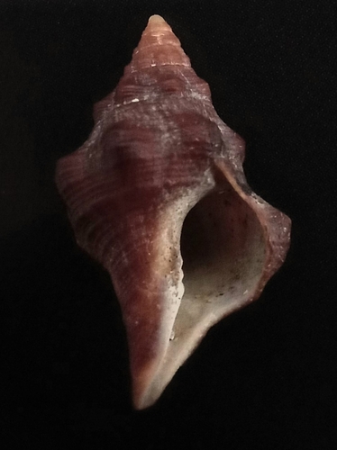 Chestnut Nassa