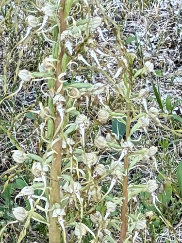 Lizard Orchid