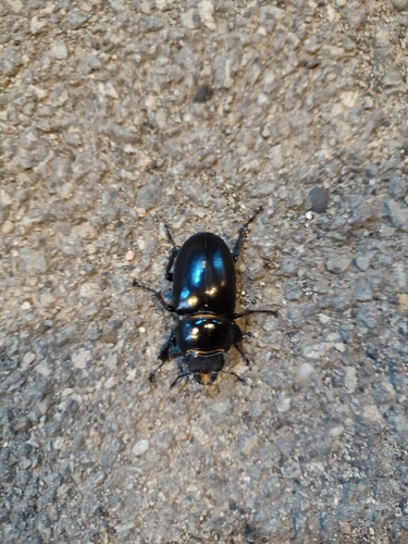 European Stag Beetle