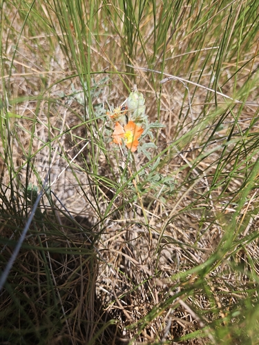 Scarlet Globemallow