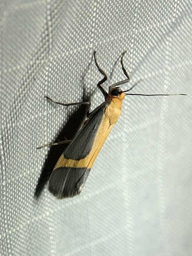 Angel Lichen Moth