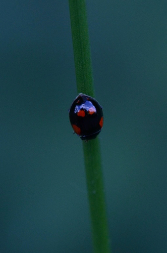 Two-spotted Lady Beetle