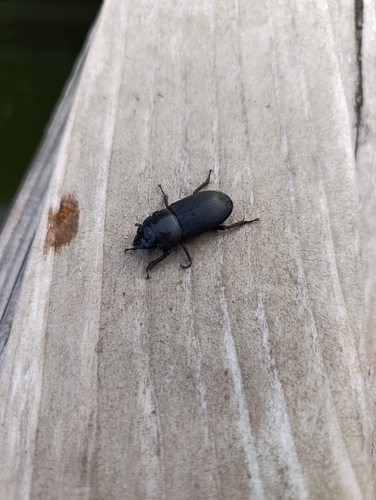 Lesser Stag Beetle