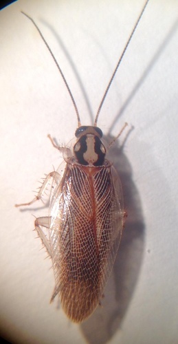 Balta fratercula