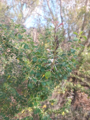 Barleria rotundifolia