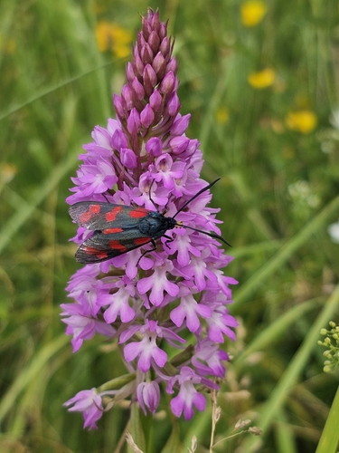 Six-spot Burnet