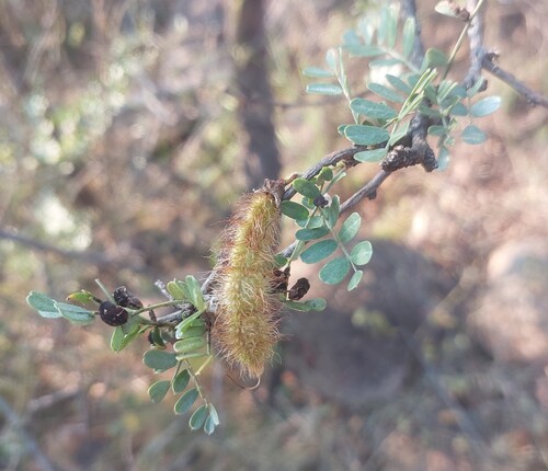 Caterpillar Bush