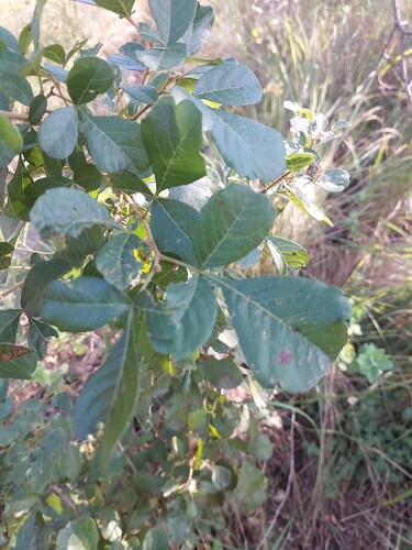 Blunt-Leaved Currant