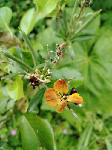 Wallflower