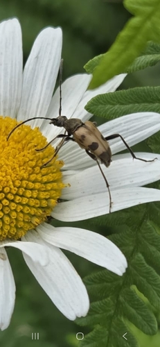 speckled longhorn beetle