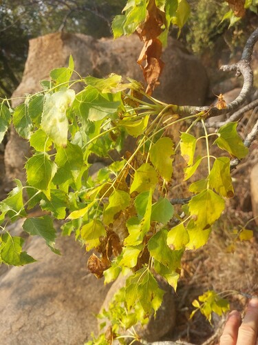 Carrot Tree