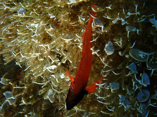 Red-black Triplefin