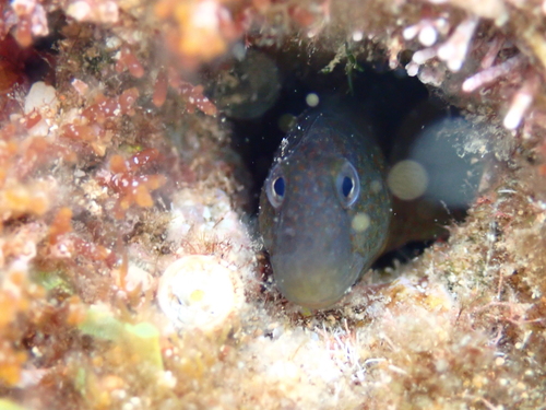 Caneva's Blenny