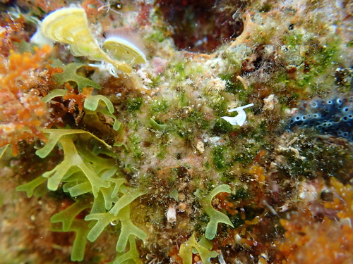 Elysia timida