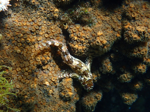 Lipophrys trigloides